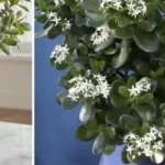 Cómo hacer que el árbol de jade florezca
