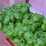 Cómo hacer que la albahaca dure más