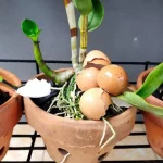 Cómo hidratar las raíces de las orquídeas