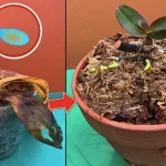 Cómo hidratar las raíces de las plantas antes de trasplantarlas