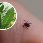 Cómo mantener las garrapatas lejos del jardín