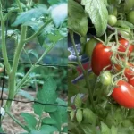 Cómo multiplicar una planta de tomate