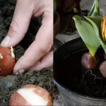 Cómo plantar bulbos de tulipanes en invierno: consejos para hacerlo bien