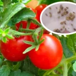 Cómo plantar semillas de tomate correctamente
