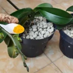 Cómo proteger las orquídeas de bacterias y enfermedades