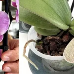 Cómo usar aserrín: 6 remedios naturales para tu jardín