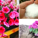 Cómo usar bicarbonato en el jardín: los beneficios para tus plantas