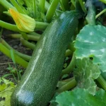 Cultivo de calabacines: ¿cuándo y cómo plantar calabacines en tu jardín?