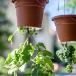 Cultivo invertido de tomates: un método innovador para optimizar el espacio