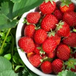 Duplicar su cosecha de fresas: consejos probados para una producción exitosa