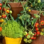 El secreto para conseguir una abundante cosecha de tomates en tu balcón