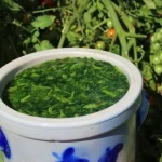 Estiércol de tomate: un fertilizante natural para un jardín saludable