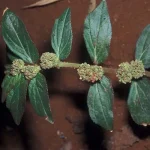 Euphorbia Hirta  is a versatile plant : Traditional Uses and Applications