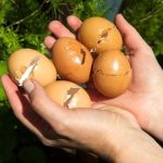 Fertilizante casero: prueba el método de la cáscara de huevo