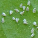 Goodbye whitefly, the trick to keeping it away from plants is in the kitchen