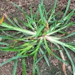 Goosegrass (Eleusine indica) : 30 uses