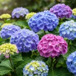 Hydrangea blooms beautifully here: the perfect spot | Few people know it.