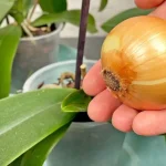 Just 1 onion! And the orchid blooms continuously all year round