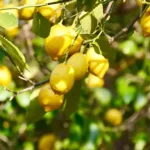 Limonero: ¿Cómo plantar y cultivar un plan de limón con éxito?