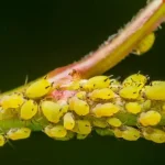 Los secretos para eliminar eficazmente el pulgón de los almendros