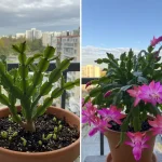 Make Your Christmas Cactus Bloom Right on Time for the Holidays with a Simple Kitchen Ingredient