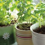 Mosquito Repellent Plants: The 10 Best Repellent Plants for Your Garden
