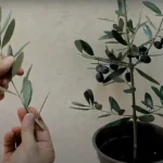 Olive tree, the trick to multiply it infinitely from 1 sprig: all at zero cost