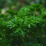 Parsley: The Secret to Growing It Infinitely Without Spending Money
