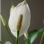 Peace lily, the most powerful natural fertilizer available: huge, healthy flowers.