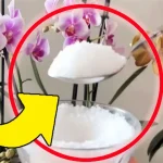 Plantas fuertes y exuberantes: basta con poner una pizca de este ingrediente en el suelo | ¡Nunca había tenido una floración tan hermosa!