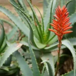 Por qué la planta de aloe no florece: posibles causas y soluciones