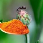 Pour Turmeric on Your Plants and Watch What Happens: The Gardener’s Secret Remedy