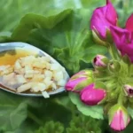 Qué hacer con las plantas en primavera: consejos útiles a seguir