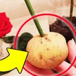 Reproduce rosas infinitamente sin gastar un euro, hazlo con una patata: ¡es muy sencillo!