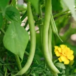 Secretos y técnicas para el cultivo exitoso de judías verdes