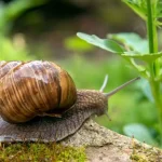 Snails and Slugs: 5 Simple and Natural Tips to Keep Them Away from Your Vegetable Garden