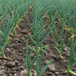 Stop Buying Garlic! Learn How to Grow an Endless Supply Right in Your Home Garden