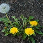 The Hidden Power of Dandelion Roots 