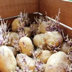 The perfect trick to properly store potatoes and prevent them from sprouting