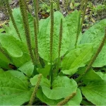This little Weed is one of the most useful plants in your garden