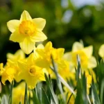 Todo sobre el narciso, la flor simbólica que anuncia la primavera