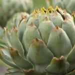 Vegetales perpetuos: ¡Cultiva una vez y cosecha sin parar!