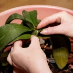 ¡Orquídea marchita! El sencillo truco que utilizan los floristas para curarla. ¡Increíble!