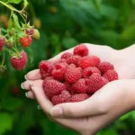 ¿Qué plantar al pie del frambueso? ¡Aquí está la combinación ganadora para una jardinería fácil y eficiente!