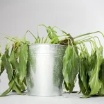 A magical homemade mixture that instantly revives dead houseplants