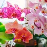 A trick to revive any wilting orchid. You will bloom again in a few days
