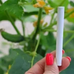Add it to the cucumber once a month and in a week the entire yield doubles