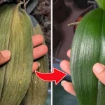 After spraying this water you will see how the orchid will stop wilting