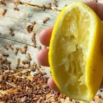 Aphids and insects will never return to your home with this strong natural remedy