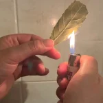 Burn 1 sage leaf at home, 5 minutes later you will notice the effects: what happens